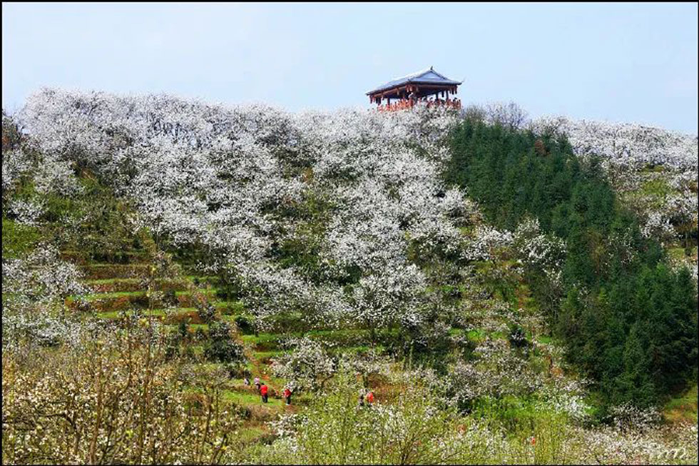 【春天，广西桂林灌阳县向您发出邀请！】我们在灌阳看梨花 - 游山玩水 - 亳州生活社区 - 亳州28生活网 bozhou.28life.net