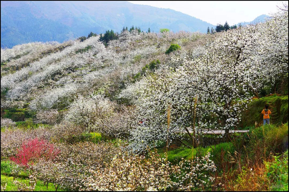 【春天，广西桂林灌阳县向您发出邀请！】我们在灌阳看梨花 - 游山玩水 - 亳州生活社区 - 亳州28生活网 bozhou.28life.net
