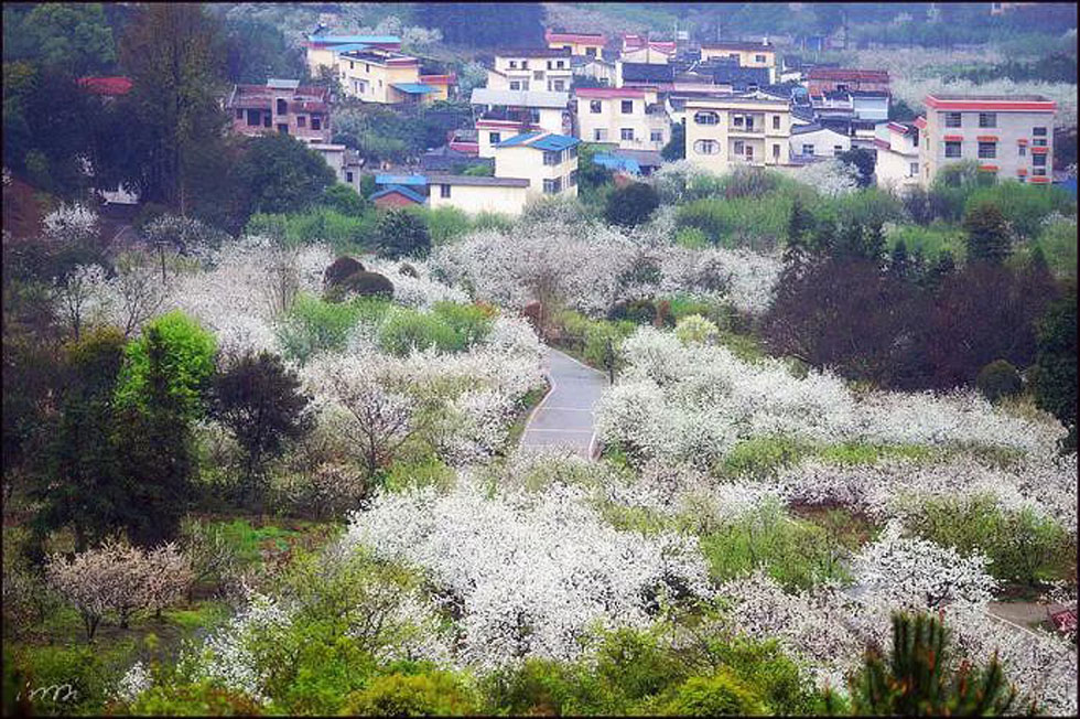 【春天，广西桂林灌阳县向您发出邀请！】我们在灌阳看梨花 - 游山玩水 - 亳州生活社区 - 亳州28生活网 bozhou.28life.net