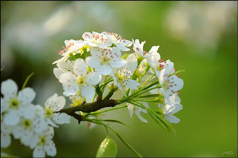 【春天，广西桂林灌阳县向您发出邀请！】我们在灌阳看梨花 - 游山玩水 - 亳州生活社区 - 亳州28生活网 bozhou.28life.net