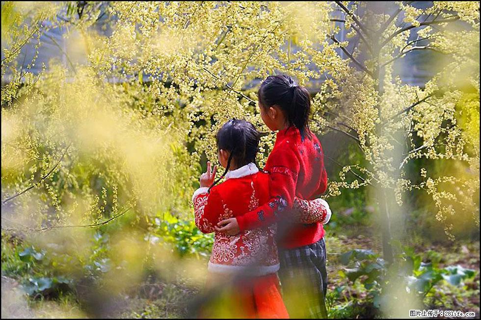【春天，广西桂林灌阳县向您发出邀请！】米珠山前有片山苍子花在飘香 - 游山玩水 - 亳州生活社区 - 亳州28生活网 bozhou.28life.net