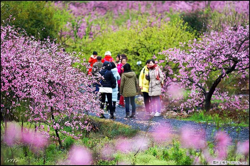 【春天，广西桂林灌阳县向您发出邀请！】官庄村有个醉美的桃花园 - 游山玩水 - 亳州生活社区 - 亳州28生活网 bozhou.28life.net