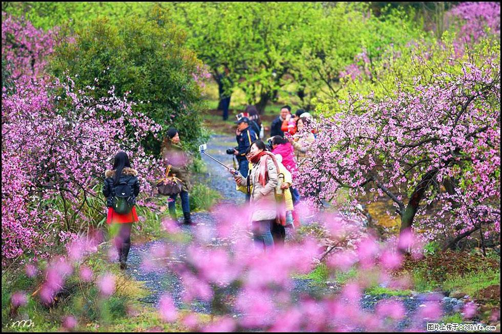 【春天，广西桂林灌阳县向您发出邀请！】官庄村有个醉美的桃花园 - 游山玩水 - 亳州生活社区 - 亳州28生活网 bozhou.28life.net