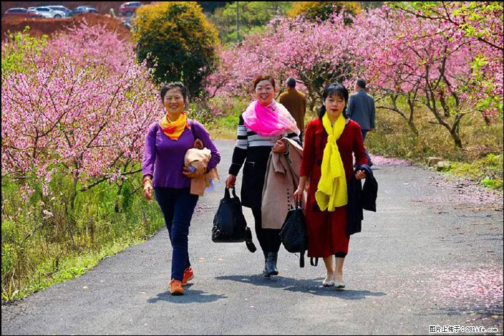 【春天，广西桂林灌阳县向您发出邀请！】官庄村有个醉美的桃花园 - 游山玩水 - 亳州生活社区 - 亳州28生活网 bozhou.28life.net