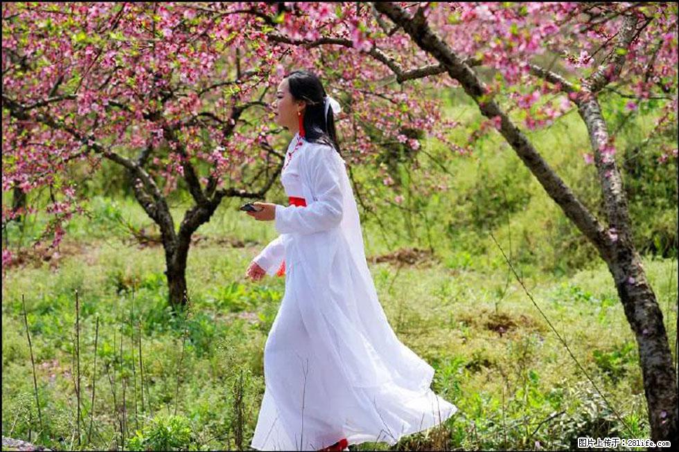 【春天，广西桂林灌阳县向您发出邀请！】官庄村有个醉美的桃花园 - 游山玩水 - 亳州生活社区 - 亳州28生活网 bozhou.28life.net
