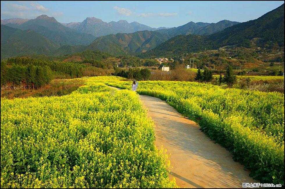 【春天，广西桂林灌阳县向您发出邀请！】长坪村油菜盛情花开 - 游山玩水 - 亳州生活社区 - 亳州28生活网 bozhou.28life.net