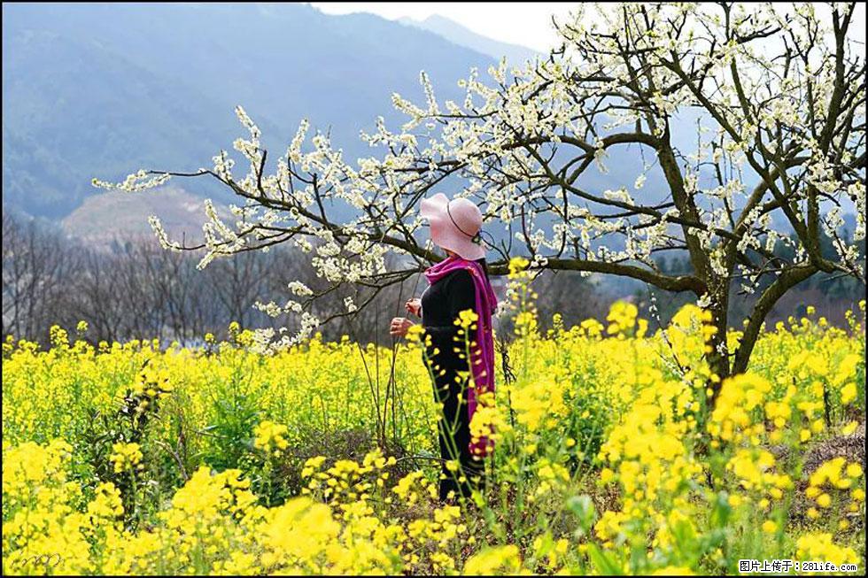 【春天，广西桂林灌阳县向您发出邀请！】长坪村油菜盛情花开 - 游山玩水 - 亳州生活社区 - 亳州28生活网 bozhou.28life.net