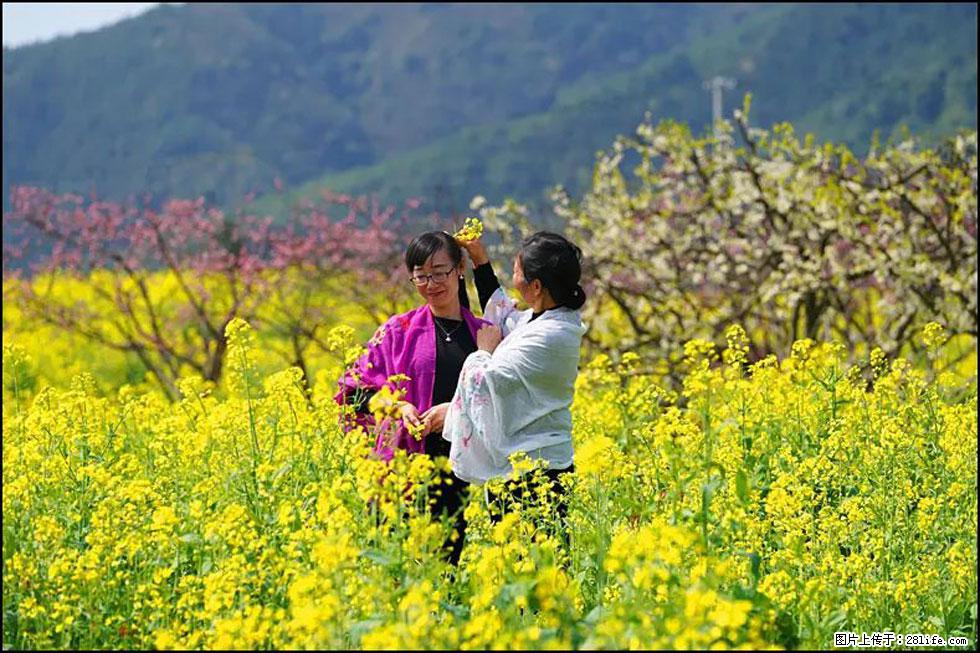 【春天，广西桂林灌阳县向您发出邀请！】长坪村油菜盛情花开 - 游山玩水 - 亳州生活社区 - 亳州28生活网 bozhou.28life.net