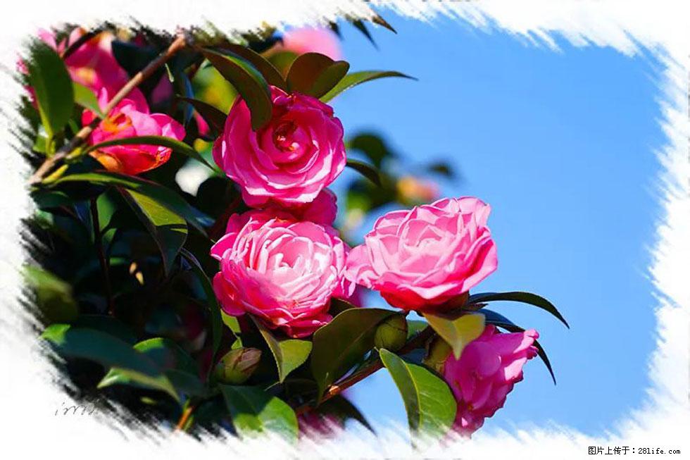 【春天，广西桂林灌阳县向您发出邀请！】杨柳井茶花惹人爱 - 游山玩水 - 亳州生活社区 - 亳州28生活网 bozhou.28life.net