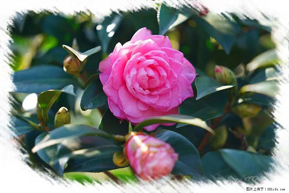 【春天，广西桂林灌阳县向您发出邀请！】杨柳井茶花惹人爱 - 游山玩水 - 亳州生活社区 - 亳州28生活网 bozhou.28life.net