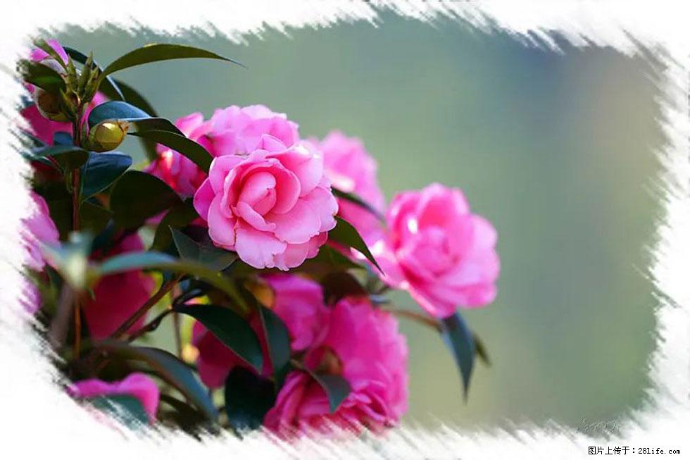 【春天，广西桂林灌阳县向您发出邀请！】杨柳井茶花惹人爱 - 游山玩水 - 亳州生活社区 - 亳州28生活网 bozhou.28life.net