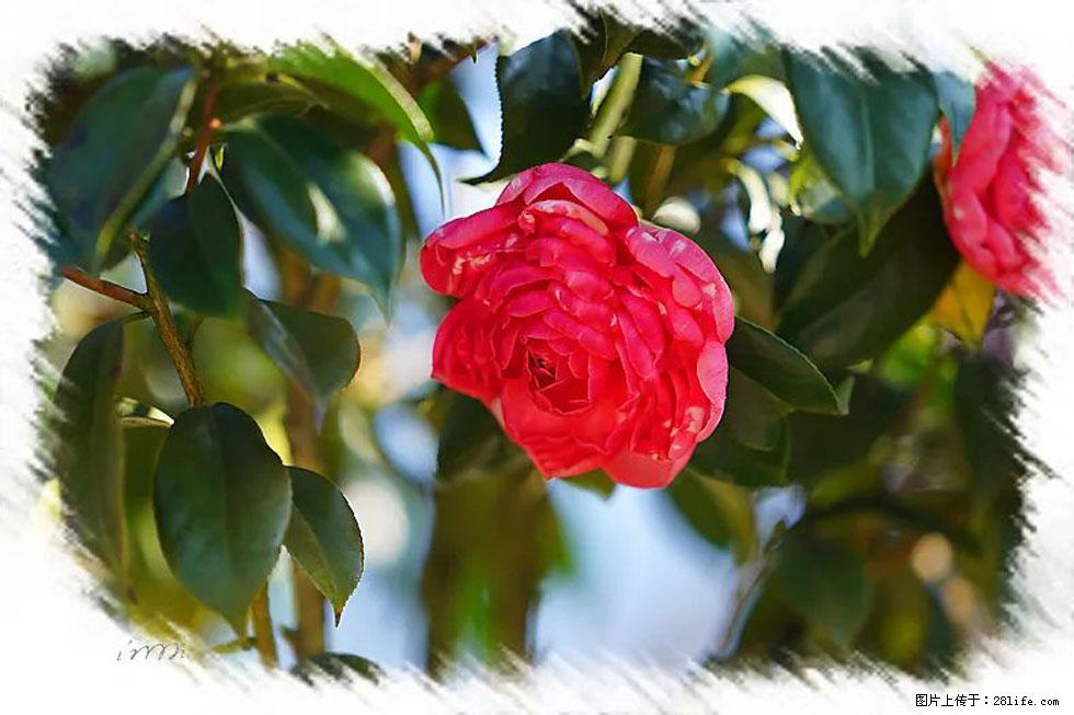 【春天，广西桂林灌阳县向您发出邀请！】杨柳井茶花惹人爱 - 游山玩水 - 亳州生活社区 - 亳州28生活网 bozhou.28life.net