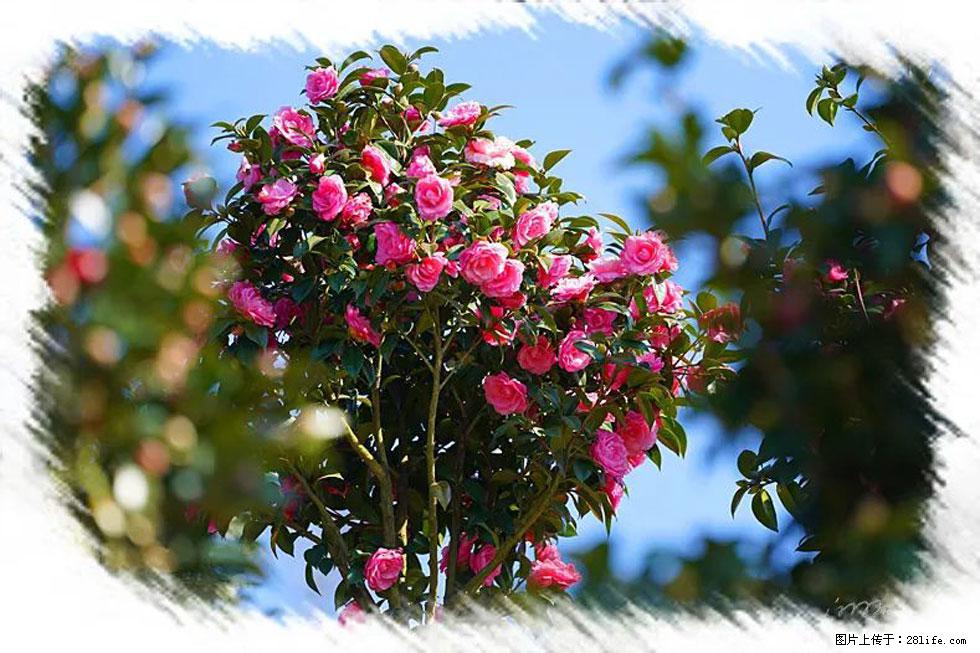 【春天，广西桂林灌阳县向您发出邀请！】杨柳井茶花惹人爱 - 游山玩水 - 亳州生活社区 - 亳州28生活网 bozhou.28life.net