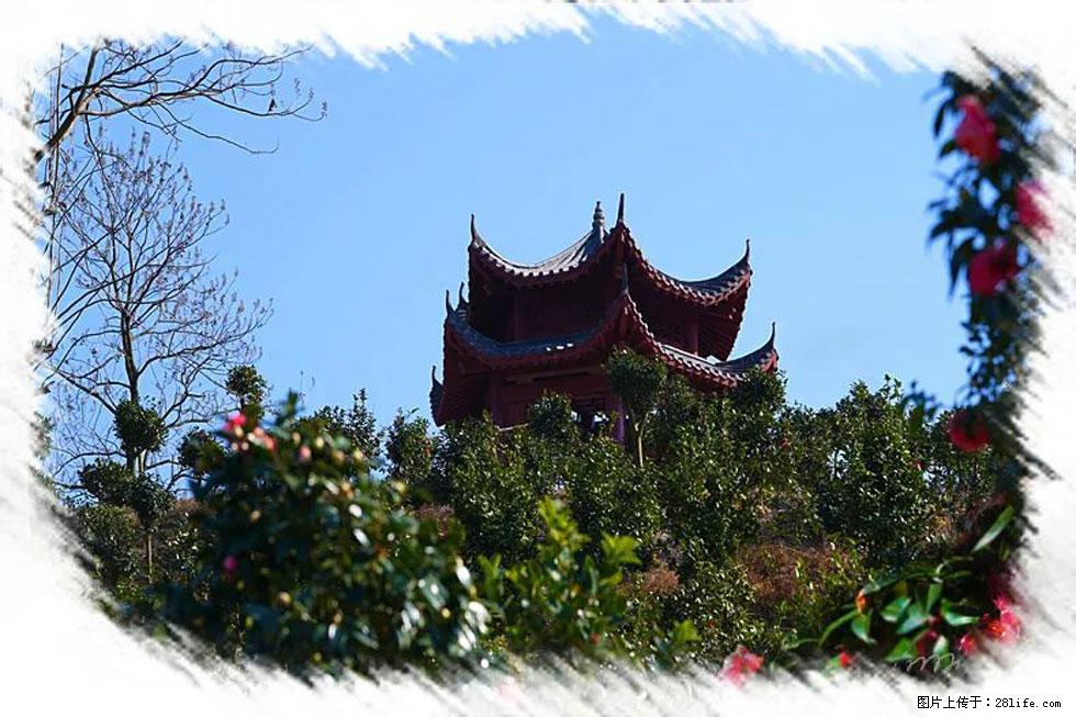【春天，广西桂林灌阳县向您发出邀请！】杨柳井茶花惹人爱 - 游山玩水 - 亳州生活社区 - 亳州28生活网 bozhou.28life.net