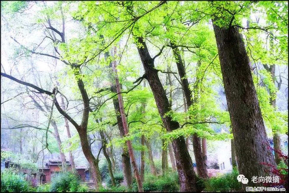 【春天，广西桂林灌阳县向您发出邀请！】在小龙村与春天约会 - 游山玩水 - 亳州生活社区 - 亳州28生活网 bozhou.28life.net