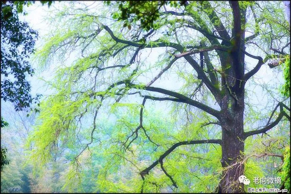 【春天，广西桂林灌阳县向您发出邀请！】在小龙村与春天约会 - 游山玩水 - 亳州生活社区 - 亳州28生活网 bozhou.28life.net