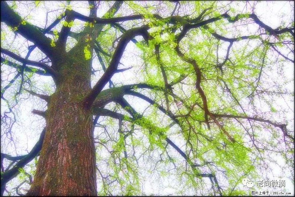 【春天，广西桂林灌阳县向您发出邀请！】在小龙村与春天约会 - 游山玩水 - 亳州生活社区 - 亳州28生活网 bozhou.28life.net
