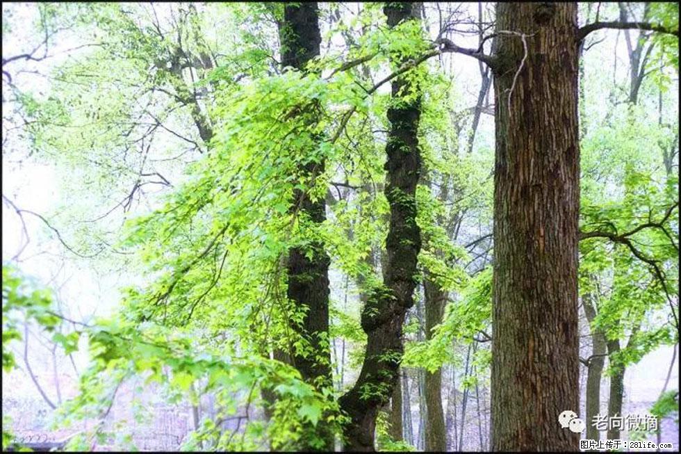【春天，广西桂林灌阳县向您发出邀请！】在小龙村与春天约会 - 游山玩水 - 亳州生活社区 - 亳州28生活网 bozhou.28life.net