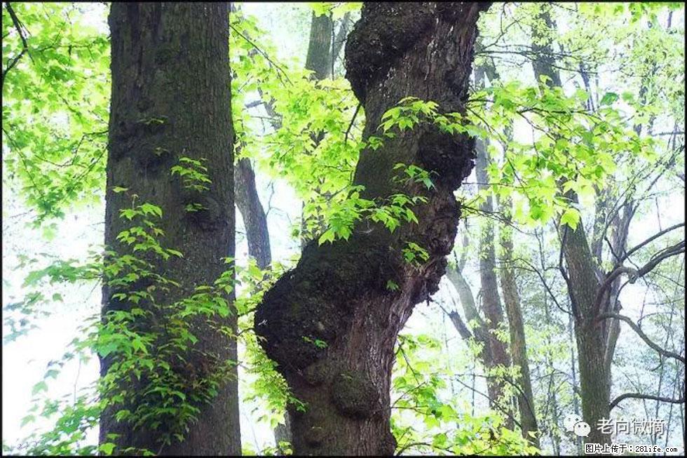 【春天，广西桂林灌阳县向您发出邀请！】在小龙村与春天约会 - 游山玩水 - 亳州生活社区 - 亳州28生活网 bozhou.28life.net
