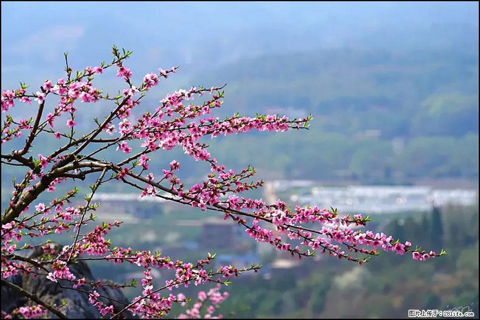 【春天，广西桂林灌阳县向您发出邀请！】望月岭上桃花开 - 游山玩水 - 亳州生活社区 - 亳州28生活网 bozhou.28life.net