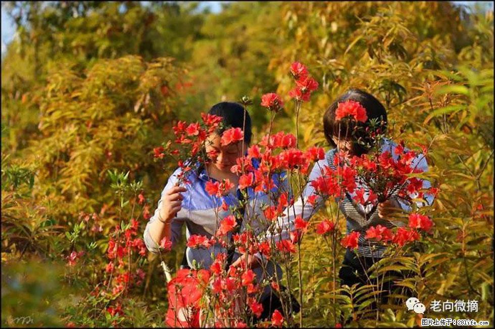 【春天，广西桂林灌阳县向您发出邀请！】登麒麟山，相约映山红 - 游山玩水 - 亳州生活社区 - 亳州28生活网 bozhou.28life.net