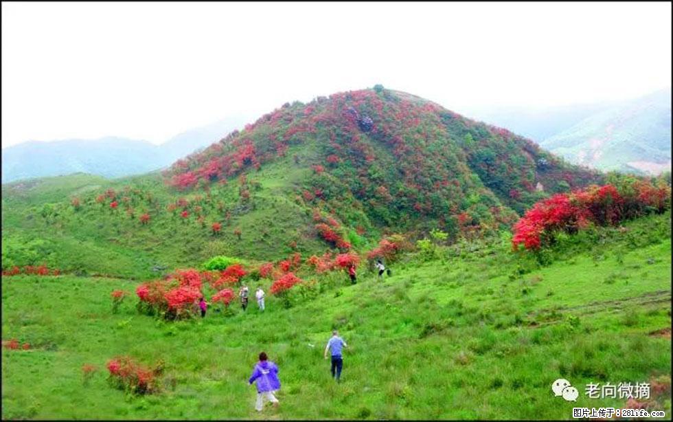 【春天，广西桂林灌阳县向您发出邀请！】宝盖山上映山红 - 游山玩水 - 亳州生活社区 - 亳州28生活网 bozhou.28life.net