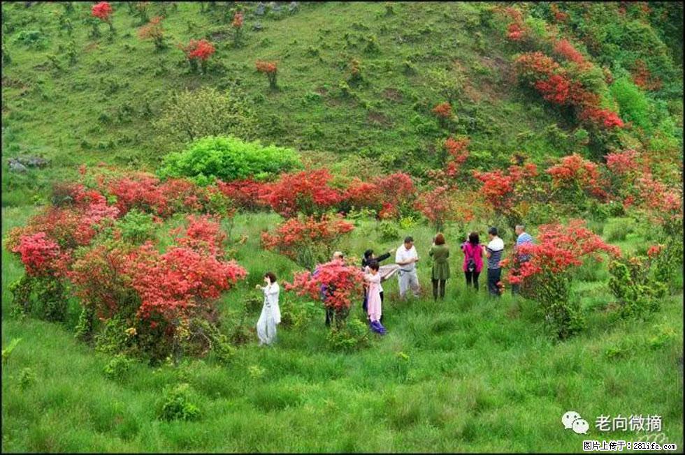 【春天，广西桂林灌阳县向您发出邀请！】宝盖山上映山红 - 游山玩水 - 亳州生活社区 - 亳州28生活网 bozhou.28life.net