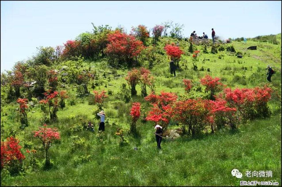 【春天，广西桂林灌阳县向您发出邀请！】宝盖山上映山红 - 游山玩水 - 亳州生活社区 - 亳州28生活网 bozhou.28life.net