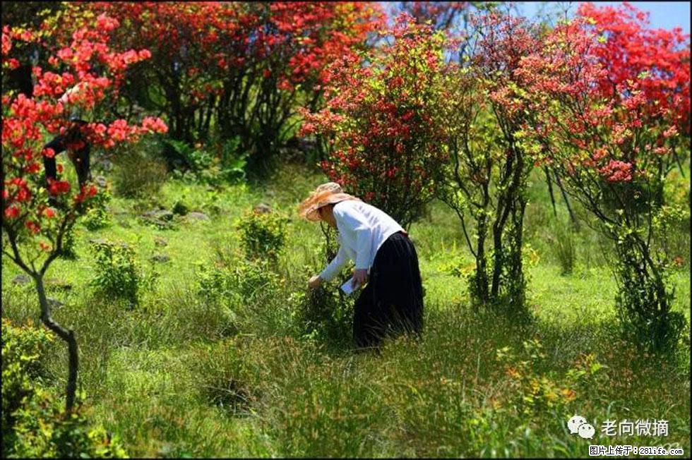 【春天，广西桂林灌阳县向您发出邀请！】宝盖山上映山红 - 游山玩水 - 亳州生活社区 - 亳州28生活网 bozhou.28life.net