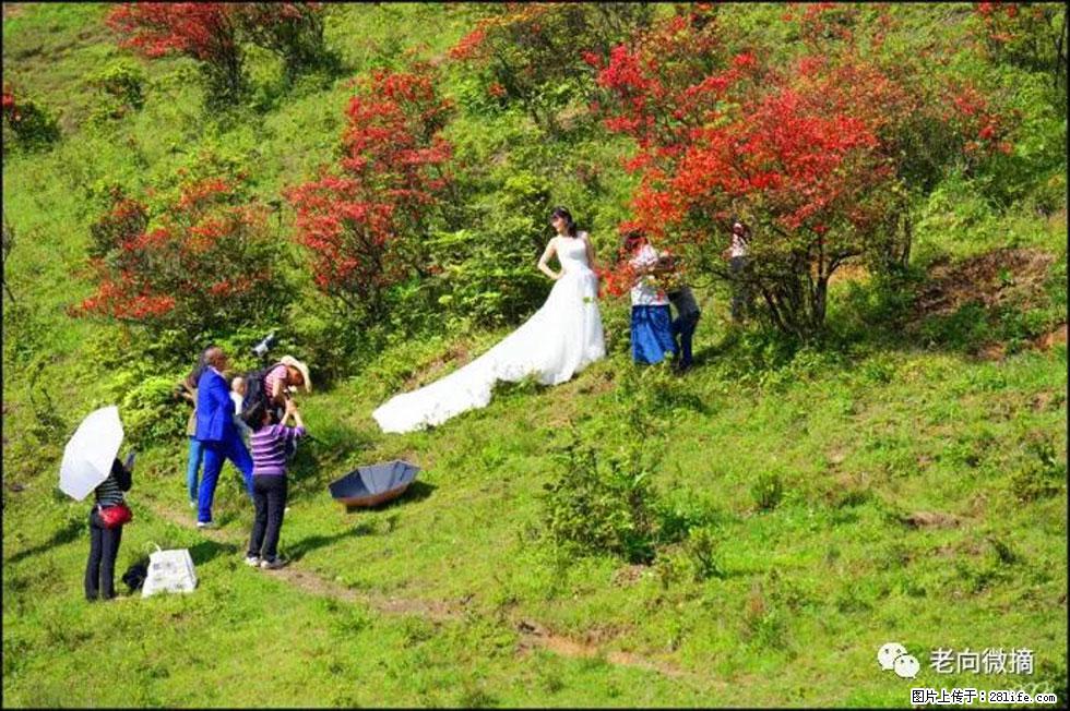 【春天，广西桂林灌阳县向您发出邀请！】宝盖山上映山红 - 游山玩水 - 亳州生活社区 - 亳州28生活网 bozhou.28life.net