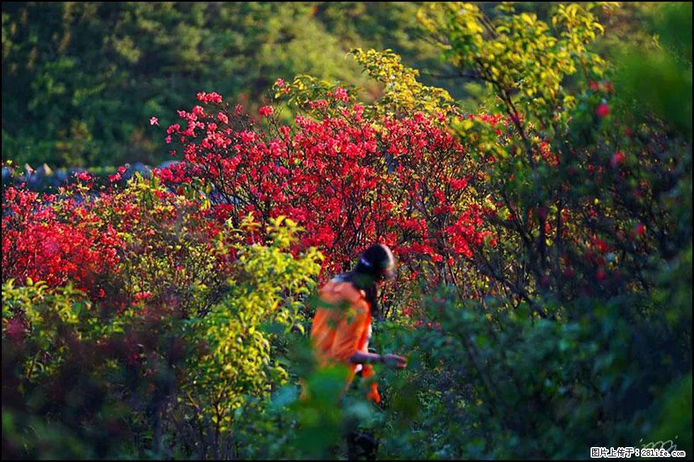 【春天，广西桂林灌阳县向您发出邀请！】春木界上映山红 - 游山玩水 - 亳州生活社区 - 亳州28生活网 bozhou.28life.net