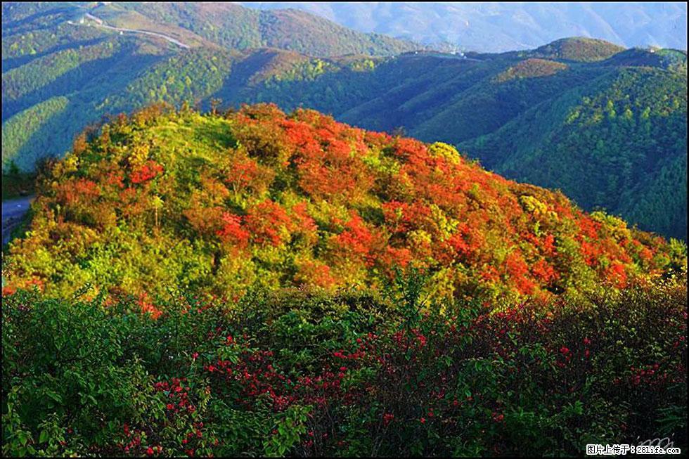 【春天，广西桂林灌阳县向您发出邀请！】春木界上映山红 - 游山玩水 - 亳州生活社区 - 亳州28生活网 bozhou.28life.net