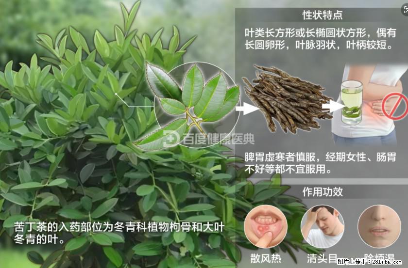 苦丁茶有哪些功效和作用 - 生活百科 - 亳州生活社区 - 亳州28生活网 bozhou.28life.net