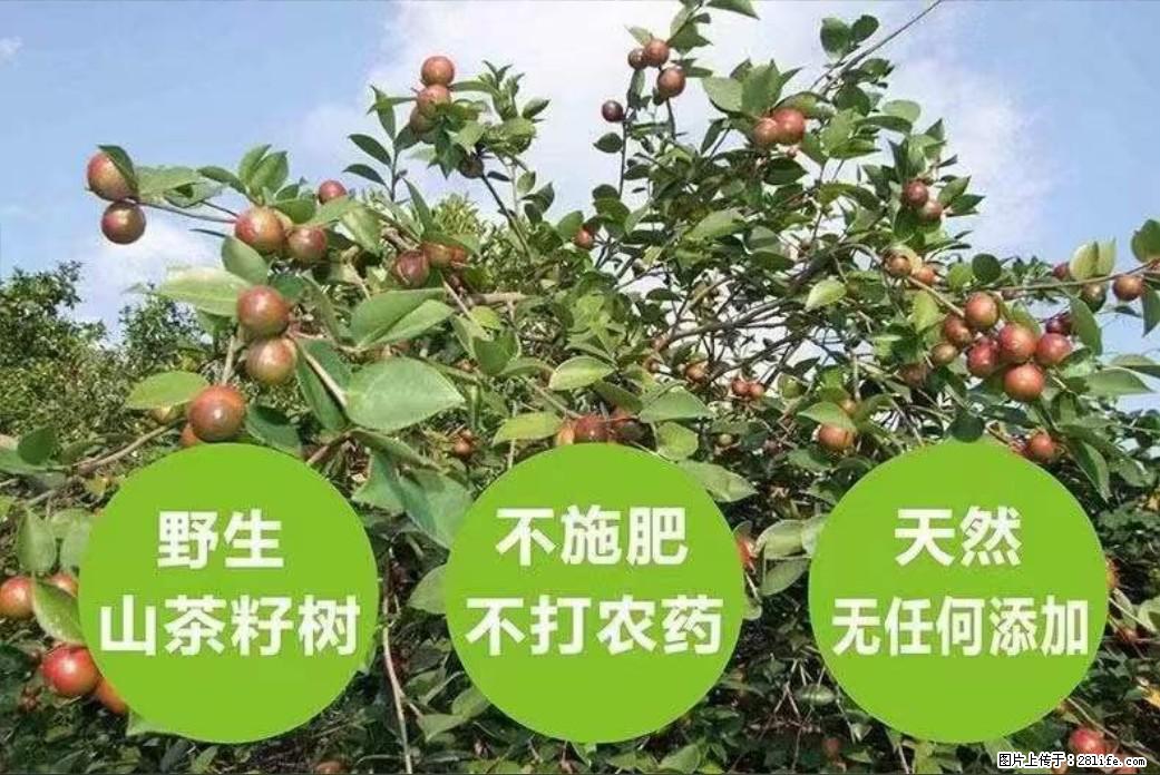 【灌阳县油茶产业示范区】一个有着充实的精神生活的人，对待身外之物自会有一种淡泊的态度 - 美食天地 - 亳州生活社区 - 亳州28生活网 bozhou.28life.net