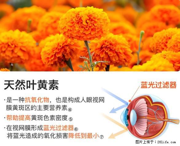 叶黄素有什么功效和作用 - 生活百科 - 亳州生活社区 - 亳州28生活网 bozhou.28life.net