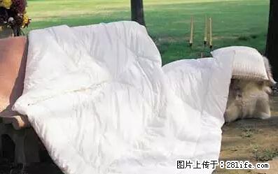 被子有异味？只要这样做，比晒太阳还强100倍！ - 家居生活 - 亳州生活社区 - 亳州28生活网 bozhou.28life.net