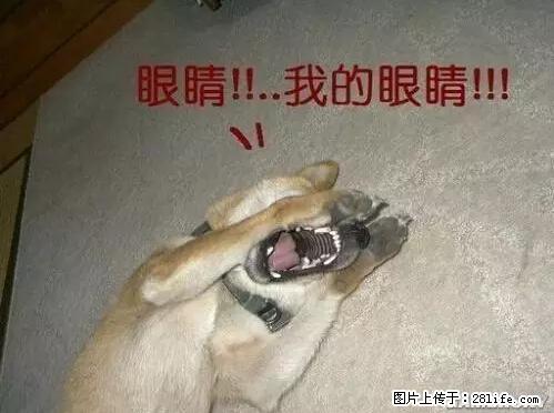 笑癫了！一女的怀孕三年未生，他终于忍不住了... - 娱乐八卦 - 亳州生活社区 - 亳州28生活网 bozhou.28life.net