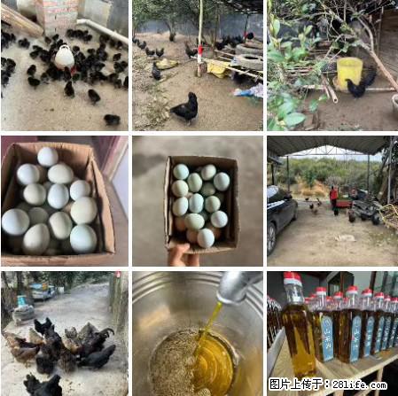 油茶园从小鸡仔开始养起的纯土鸡、土鸡蛋可以预定啦！还有前几天刚榨的纯山茶油哦 - 美食天地 - 亳州生活社区 - 亳州28生活网 bozhou.28life.net