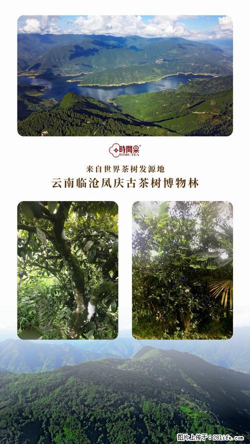 时间果百年古树2025年春红茶 - 购物交流 - 亳州生活社区 - 亳州28生活网 bozhou.28life.net