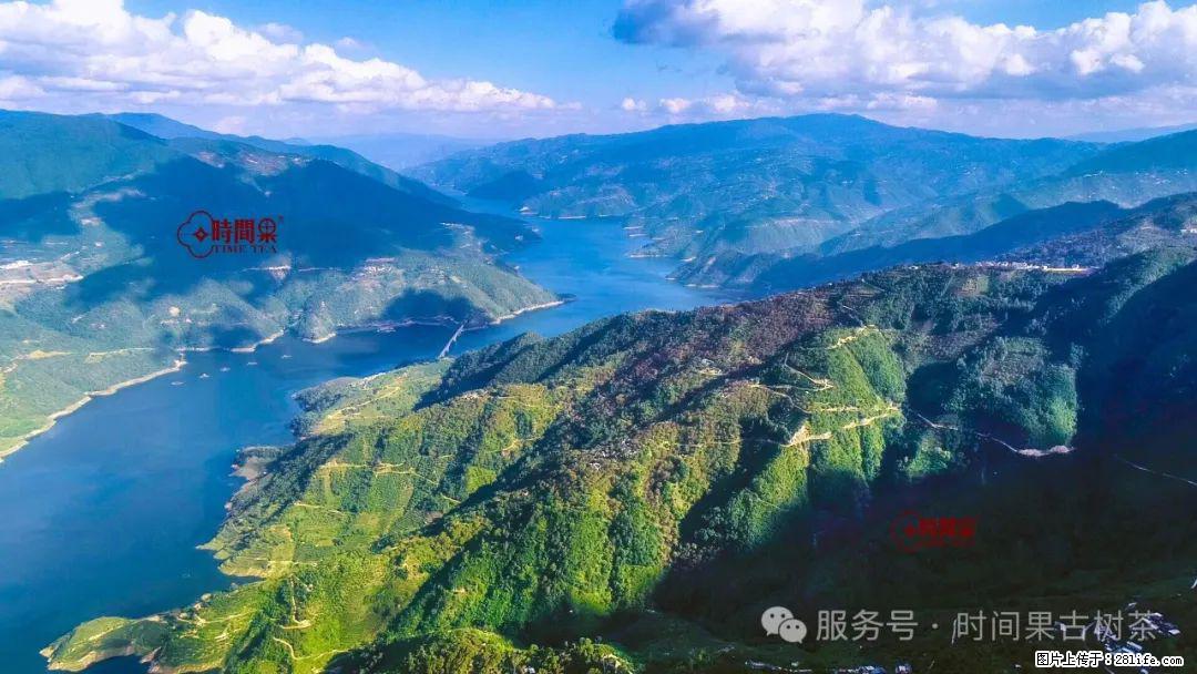 时间果百年古树龙珠普洱生茶 - 购物交流 - 亳州生活社区 - 亳州28生活网 bozhou.28life.net