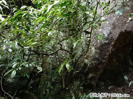 平乐石崖茶，珍贵仅次于金花茶 - 亳州生活资讯 - 亳州28生活网 bozhou.28life.net
