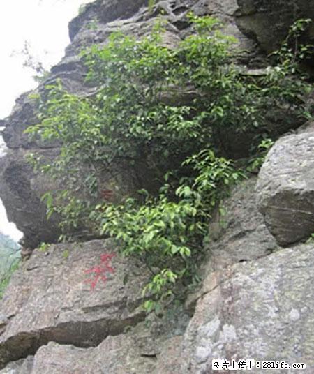 平乐石崖茶，珍贵仅次于金花茶 - 亳州生活资讯 - 亳州28生活网 bozhou.28life.net