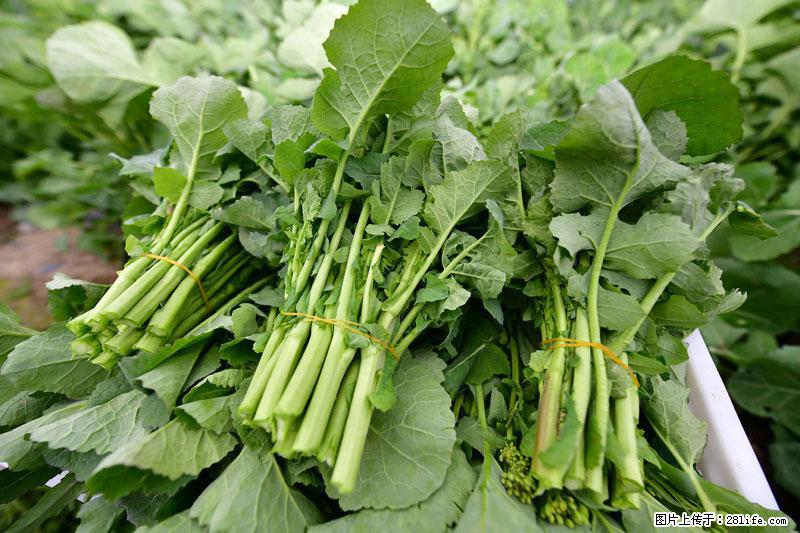 这些蔬菜是“天然钙片”，这6种被医生重点推荐 - 亳州生活资讯 - 亳州28生活网 bozhou.28life.net